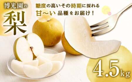 美味しい [九州産] 梨 4.5kg [2024年9月下旬〜12月下旬発送予定] 豊水 20世紀 新高 新興 果物