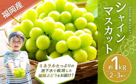 福岡県産シャインマスカット 約1kg 2〜3房 [2025年8月下旬〜9月下旬発送] フルーツ くだもの