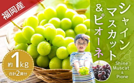 福岡県産 シャインマスカット&amp;ピオーネ 合計約1kg [2025年8月下旬〜9月下旬発送] フルーツ くだもの