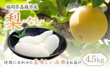 梨 4.5kg [2025年8月上旬〜12月上旬発送予定] 九州産 なし 果物 フルーツ