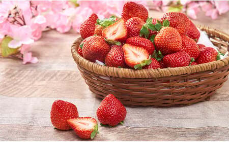 ytzY ܂  250`270g×4pbN y2026N2{`3{\z 嗱