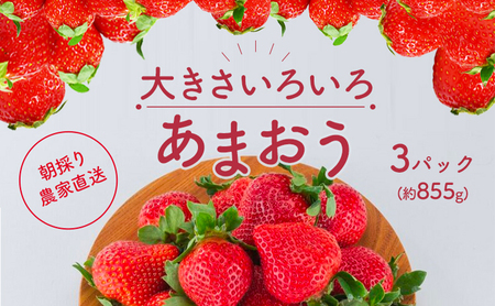 いちご あまおう サイズ いろいろ 3パック(約855g)朝倉限定 イチゴ 苺 果物 フルーツ 配送不可:離島