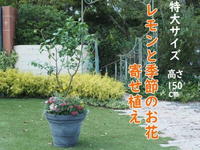 植物 レモン 花 寄植え 特大サイズ レモンの木と季節のお花 寄せ植え ガーデニング 配送不可:北海道、沖縄、離島