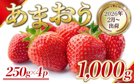  Y ܂ 1000g (250g×4pbN) s\ 2026N2菇 ʕ fU[g zsF