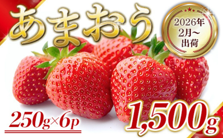  Y ܂ 1500g (250g×6pbN) s\ 2026N2菇 ʕ fU[g zsF