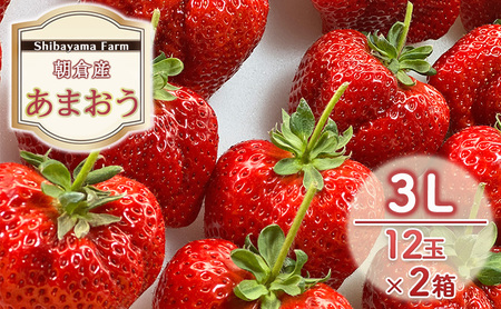  qsY ܂ 3L 12×2 C`S  ʕ fU[g Shibayama Farm zsF