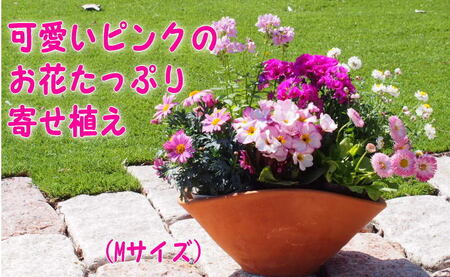 可愛いピンクのお花たっぷりの寄せ植え(舟形Mサイズ)1個