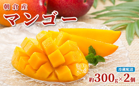 マンゴー 朝倉産 約300g×2個 配送不可 離島 果物 フルーツ 完熟