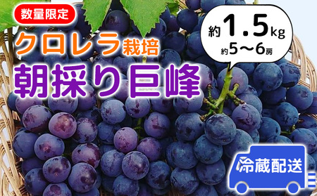 [2025年発送]朝採り巨峰(約1.5kg)クロレラ栽培 ぶどう 果物類 葡萄 フルーツ デザート ギフト 贈り物