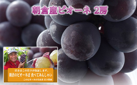 ぶどう ピオーネ 2025年発送 2房 化粧箱入り ブドウ 葡萄 デザート フルーツ 果物 (有)ティース 配送不可:離島