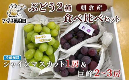 シャインマスカット 1房 巨峰 2〜3房 ぶどう 食べ比べ セット 2種類 配送不可 離島 フルーツ 果物類 高級フルーツ