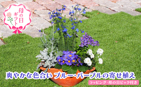 [母の日 ギフト]ブルー・パープルの 寄せ植え(舟形Mサイズ)1個(オンライン決済限定) 植物