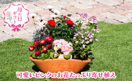 [母の日 ギフト]可愛いピンクのお花たっぷりの 寄せ植え(舟形Mサイズ)1個(オンライン決済限定) 植物