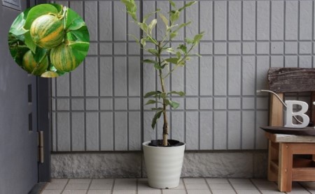 斑入り レモンの木 ピンクレモネード 鉢植え