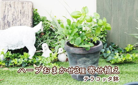 ハーブ 寄せ植え 3種 テラコッタ鉢 20cm 植物 インテリア ガーデン