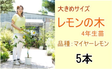 鉢植え レモンの木 大きめサイズ 4年生 苗 5本 配送不可 北海道 沖縄 離島 苗木 れもん 檸檬 