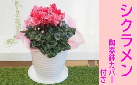 シクラメン 花色(赤・ピンク系)陶器鉢 カバー付き