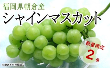 シャインマスカット 2房 化粧箱(約1〜1.2kg)★(有)ティース[配送不可:沖縄・離島] 果物類 ぶどう ブドウ フルーツ