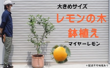 レモンの木の返礼品 検索結果 | ふるさと納税サイト「ふるなび」