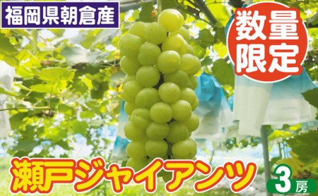 2025年8月15日迄受付 瀬戸ジャイアンツ ぶどう 3房 約1.5kg 朝倉産 配送不可 離島 ブドウ 葡萄 オンライン決済限定