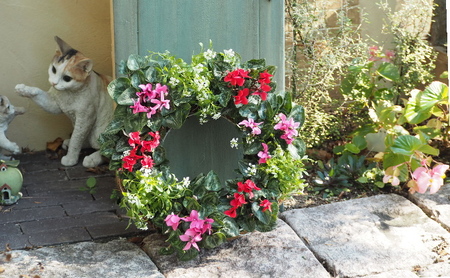 ガーデンシクラメンのサークルハンキング(直径35cm) 植物 お花 お庭 ガーデニング 癒し グリーン インテリア ビックサイズ アイアンサークル アリッサム 鮮やか