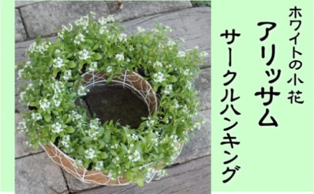 アリッサムのサークルハンキング(直径35cm) 植物 グリーン インテリア 小葉 白 小花 玄関 庭 ガーデニング お花