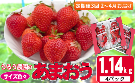 定期便 3回 いちご 発送時期 2025年2月〜4月 うるう農園のあまおう サイズ色々 4パック 約1.14kg 配送不可 離島