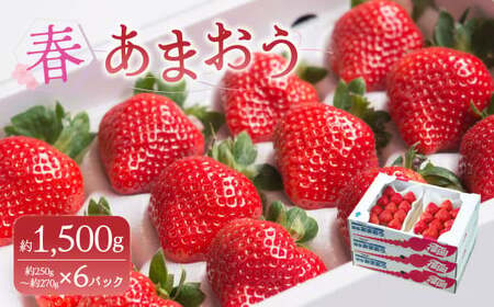 [春] あまおう 6パック いちご [2026年2月上旬〜3月下旬以降発送予定]