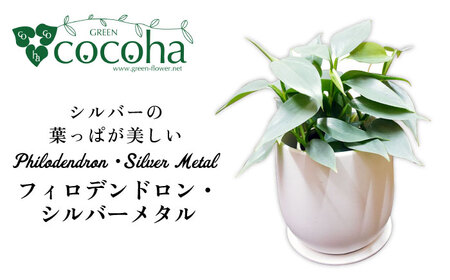 シルバーリーフが美しい『 フィロデンドロン ・ シルバーメタル 』 糸島市 / cocoha 観葉植物 [AWB029] 観葉植物 グリーン 緑 インテリア 雑貨 暮らし 植物 フィロデンドロン シリーズ ギフト プレゼント 贈り物 お祝い 室内 屋内