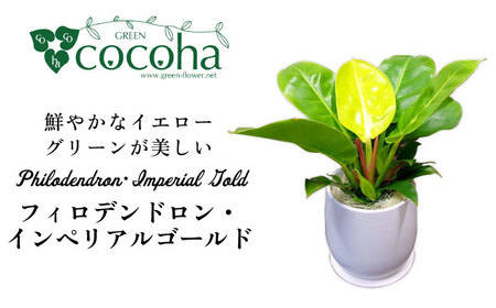 鮮やかなイエローグリーンが美しい『 フィロデンドロン ・ インペリアル ゴールド 』 糸島市 / cocoha 観葉植物 [AWB031] 観葉植物 緑 グリーン 室内 インテリア 植物 フィロデンドロン シリーズ ギフト プレゼント 贈り物 お祝い