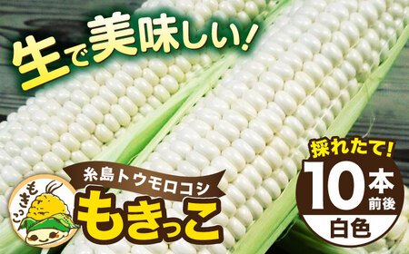 [先行予約] 糸島 トウモロコシ 『もきっこ』 白 (10本前後) [2025年6月下旬以降順次発送][糸島] [内田農業] [AZH002] トウモロコシ とうもろこし 野菜 とうもろこし 野菜 