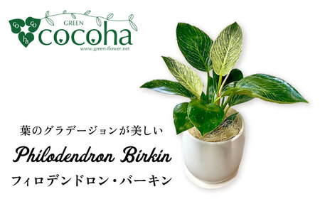 グリーンとホワイトのコントラストが美しい『 フィロデンドロン ・ バーキン 』 糸島市 / cocoha 観葉植物 [AWB032] 観葉植物 緑 グリーン 室内 インテリア 植物 フィロデンドロン ギフト プレゼント 贈り物 お祝い 屋内