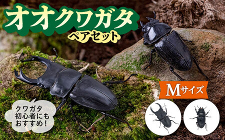 オオクワガタ ペア (Mサイズ) 糸島市 / 糸島クワガタの森 昆虫 ペット [AUN003] クワガタ クワガタ クワガタ クワガタ クワガタ クワガタ クワガタ