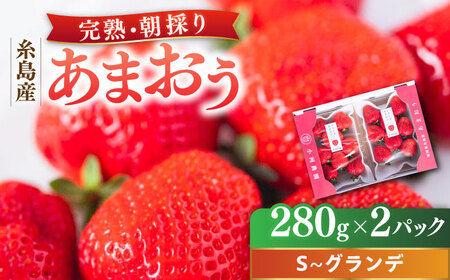 [2025年2月中旬以降順次発送] 農家直送! 糸島産 完熟あまおう 280g×2パック (S-Gサイズ) 糸島市 / 小河農園 フルーツ 果物 いちご イチゴ 苺 