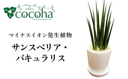 マイナスイオン発生植物 『サンスベリア・バキュラリス』 糸島市 / cocoha 観葉植物 グリーン インテリア 