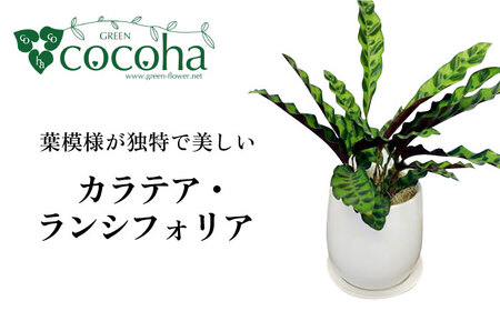 葉模様が独特で美しい 『カラテア・ランシフォリア (インシグニス)』 糸島市 / cocoha 観葉植物 グリーン 緑 インテリア 