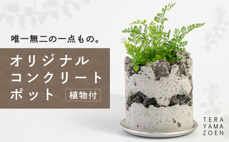 TERAYAMA ZOEN オリジナルコンクリートポット(植物付き) 糸島市 / NIWAMO 鉢 観葉植物 [AIO001] 植木鉢 植木鉢 植木鉢 植木鉢 植木鉢 植木鉢 植木鉢