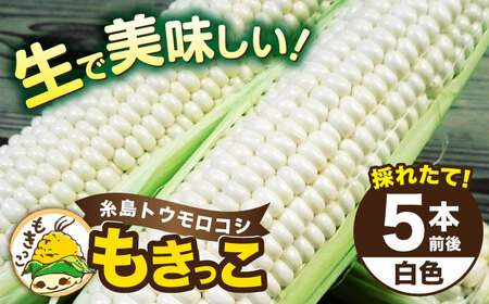 糸島産 トウモロコシ 「もきっこ」 白 (5本前後) 糸島市 / 内田農業 とうもろこし コーン
