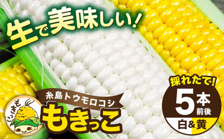 糸島産 トウモロコシ 「もきっこ」 白黄ミックス (5本前後) 糸島市 / 内田農業 とうもろこし コーン
