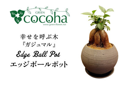 幸せを呼ぶ木『ガジュマル』 エッジボールポット 糸島市 / cocoha / 観葉植物 グリーン 緑 インテリア