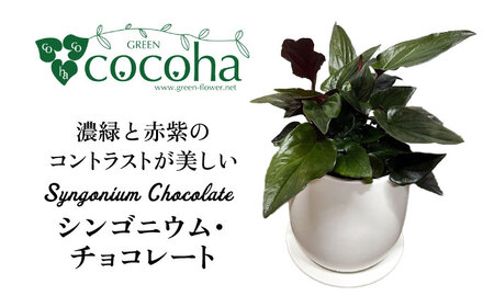濃緑と赤紫のコントラストが美しい シンゴニウム・チョコレート 糸島市 / cocoha / 観葉植物 グリーン 緑 インテリア