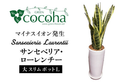 マイナスイオン発生 サンセベリア・ローレンチー大 スリムポットL 糸島市 / cocoha 観葉植物 グリーン 緑 インテリア