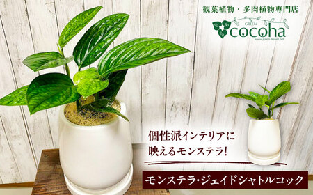 凸凹葉っぱの珍しいモンステラ 『モンステラ・ジェイドシャトルコック』 糸島市 / cocoha 観葉植物 グリーン 緑 インテリア