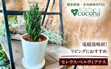 電磁波吸収サボテン 『セレウス・ペルヴィアナス(セレウスサボテン) 』 糸島市 / cocoha 観葉植物 グリーン 緑 インテリア
