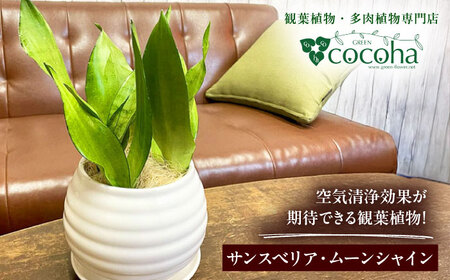 マイナスイオン発生植物!シルバーリーフ 『サンスベリア・ムーンシャイン』 ボーダーボールポット付 糸島市 / cocoha 観葉植物 グリーン 緑 インテリア