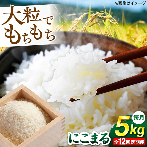 【全12回定期便】 にこまる 玄米品質1等米 白米 5kg 糸島市産 糸島市 / 糸島の恵み コメ こめ ご飯[AGR010]