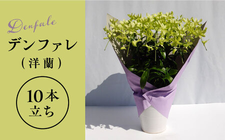 【10セット 限定 】 デンファレ （ 洋蘭 ） 10本 立ち 《糸島》【和饗エコファーム株式会社】 蘭 洋蘭 デンファレ 花 インテリア お祝い 贈り物 [AVI001]