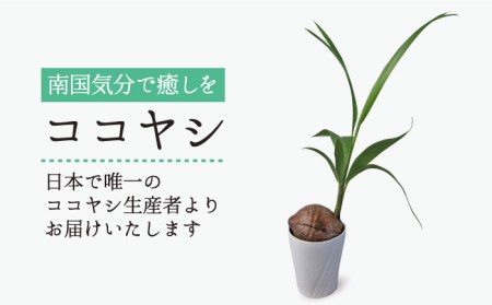 観葉植物『ココヤシ』[糸島][AND004] 観葉植物 室内 室内用 自宅 ココヤシ インテリア 植物 花観葉植物 花室内 花室内用 花自宅 花ココヤシ 花インテリア 花植物