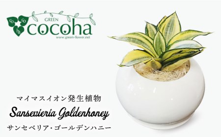 サンセベリア ・ ゴールデン ハニー 糸島市 / cocoha [AWB007] 観葉植物 グリーン インテリア 観葉植物母の日 緑 グリーン 暮らし インテリア 小さめ 鉢 おしゃれ 室内