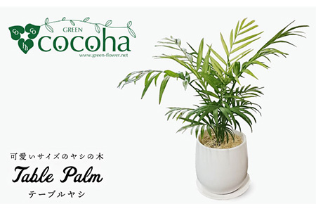 テーブル ヤシ 糸島市 / cocoha[AWB009] 観葉植物 グリーン インテリア 観葉植物母の日 観葉植物緑 観葉植物グリーン 観葉植物室内 観葉植物インテリア 観葉植物ヤシの木 観葉植物テーブルヤシ 観葉植物ガーデニング